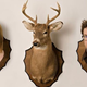 Illustration for article titled Wye Oak is taking over